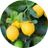 Extractos Cítricos